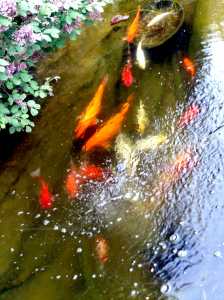 Karpie koi i inne ryby lubią kiedy woda jest należycie napowietrzona.