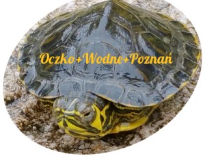 oase-oczko-wodne-polskie