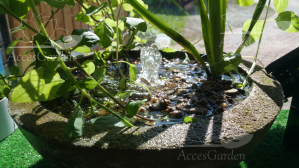 mieta-nadwodna-palka-wysmukla-w-misie