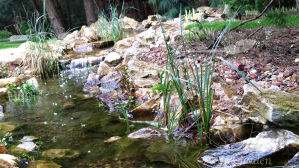 mięta wodna,mięta nadwodna,mentha aquatica