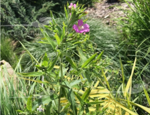 wierzbownica-kosmata-epilobium-hirsutum